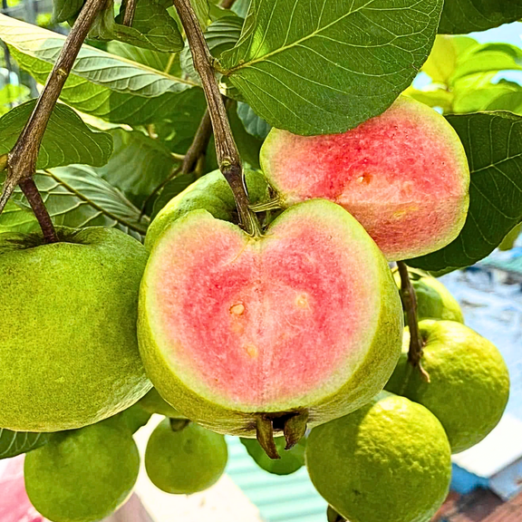 Set of 3 Pink Guava Plant Live, Sweet Pink Guava Plant, Cold Hardy, 4-7 inches in Height, 4 inch Pot for Outdoor Garden