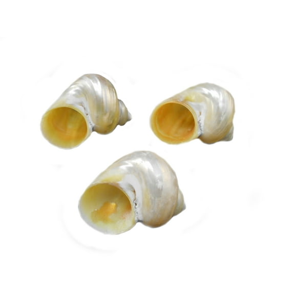 Set of 3 Polished Gold Turbo Shells 1 1/2" - 2" (5/8 - 7/8" opening) Crafts Hermit Crabs