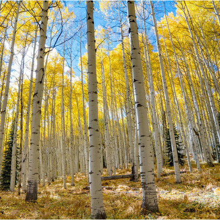 Set of 3 Quaking Aspen Trees Live, Bare Root 2–3 Ft Tall, Golden Fall Color Poplar Trees for Backyard and Outdoor Planting