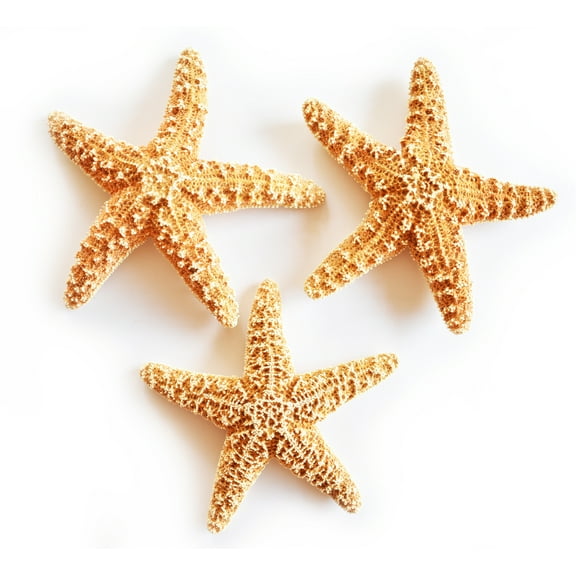 Set of 3 Real Dried Small Sugar Starfish (4-6") Beach Arts and Crafts, Coastal Cottage and Nautical Home Decor, Beach Weddings
