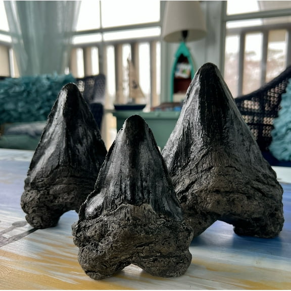 Set of 3 Shark Teeth