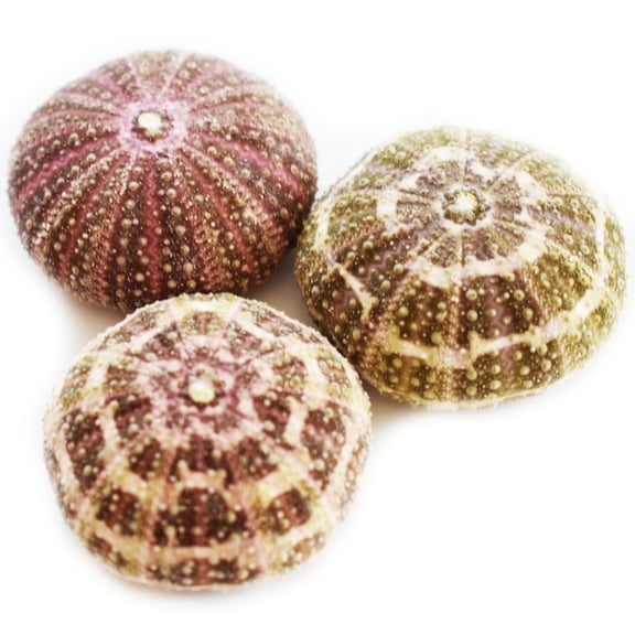 Set of 3 Small Beautiful Alfonso Gator Sea Urchin Shells 2"- 3" Coastal Beach Cottage Craft Decor Display Air Plant Holder
