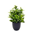 thumbnail image 1 of Set of 4 Artificial Potted Plants | Plastic Green Foliage | Indoor & Outdoor Décor | Realistic Small Fake Plants for Home and Office Decoration, 1 of 6
