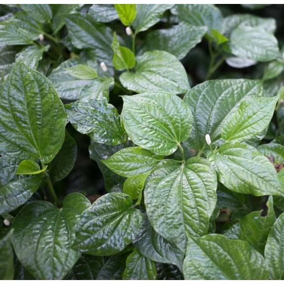Set of 4 Betel Leaves Lolot Bare Root Plants - Piper sarmentosum - Edible Herb for Culinary Gardens & Containers