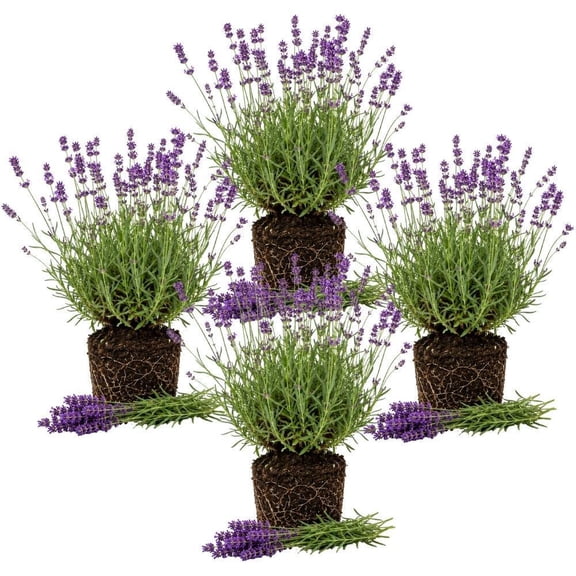 Set of 4 Fragrant Lavender Plants, Cottage Garden, Container Growing Starter Plants (4 Inch Tall)