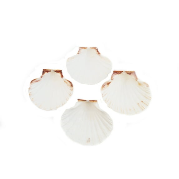 Set of 4 Large White Baking Scallop (3.5"-4") Restaurant Quality Real Seashells Beach Wedding Coastal Crafts and Decor