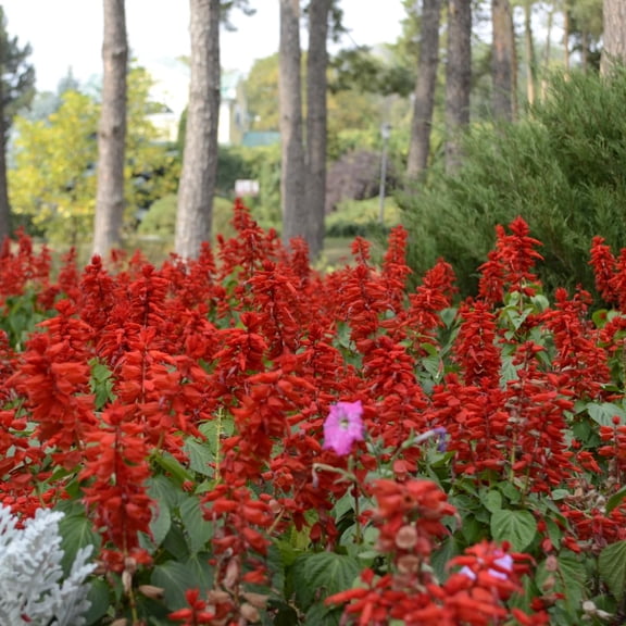 Set of 4 Live Red Salvia Plants, Perennial Sage Plants, 46 Inches Tall, Well Rooted, Ready to Grow