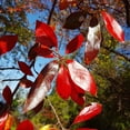 thumbnail image 1 of Set of 5 Black Tupelo Live Plants 6-12 Inch Starter, Hardy Native Trees with Vibrant Red Fall Color for Gardens and Landscapes, 1 of 5