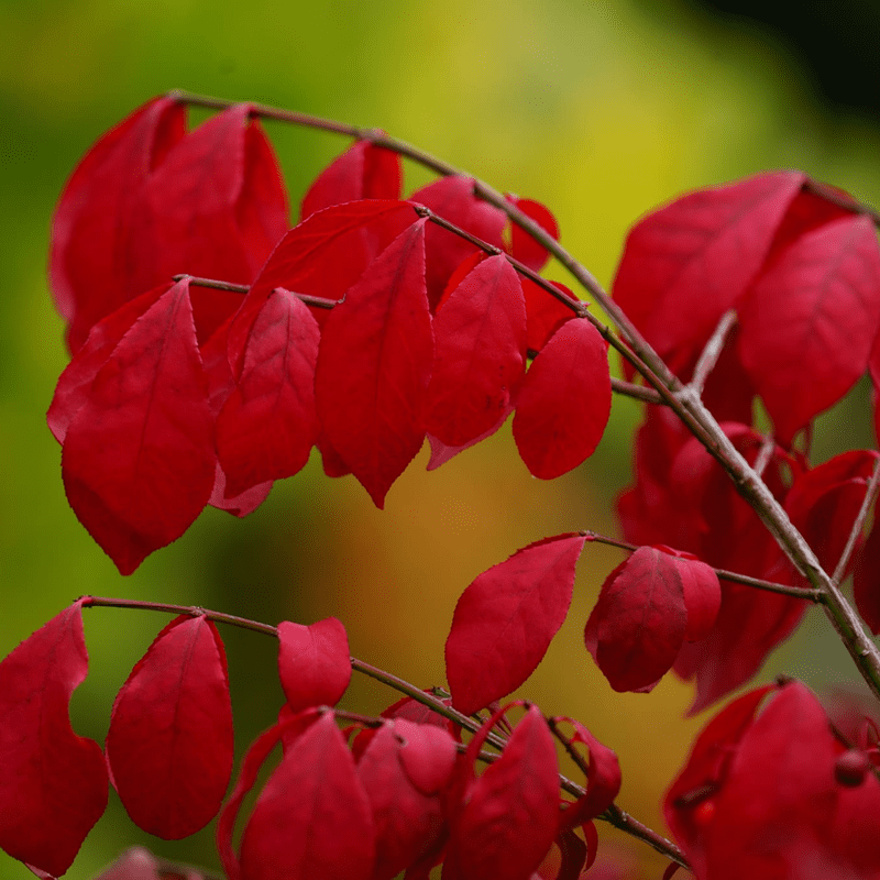 Set of 5 Dwarf Burning Bush Bare Root, Well Rooted Bush Shrub - Walmart.com
