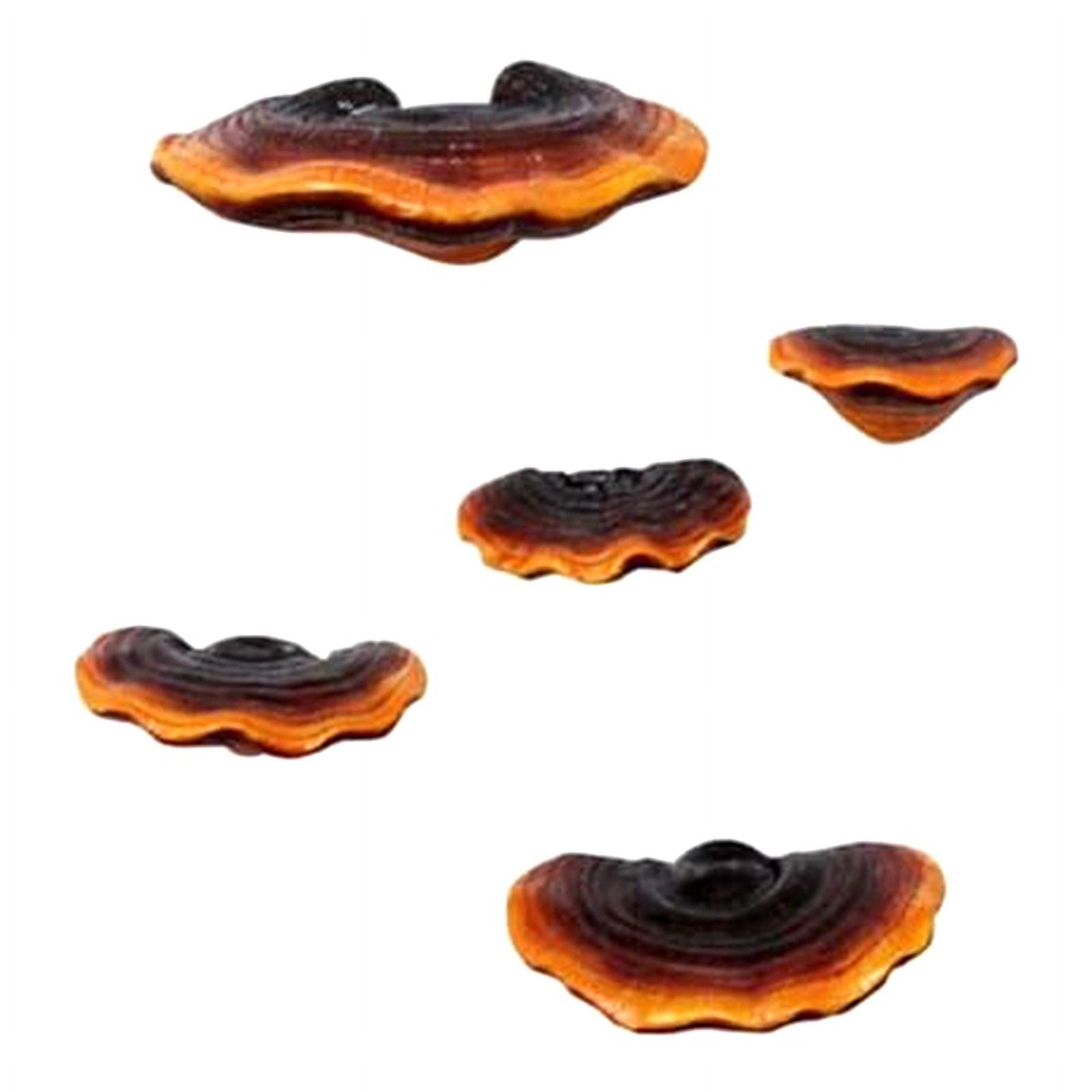 Set Of 5 Mushroom Shelf Wall Decor Small Wall Shelf For Bedroom Set of 5 mushroom shelf wall decor small wall shelf for bedroom