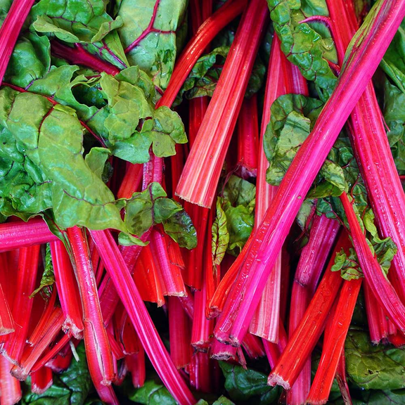 Set of 5 Rhubarb Roots Bare Root for Planting, Perennial Vegetable Plant, Cold Hardy Garden Plant, Suitable for Outdoor Growing Zones 38