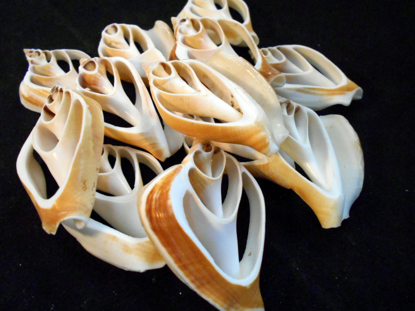 Set of 50 Center Cut Canarium Shells (2") Beach Crafts Coastal Cottage Decor Nautical Art Ornament Making Aquarium Deco