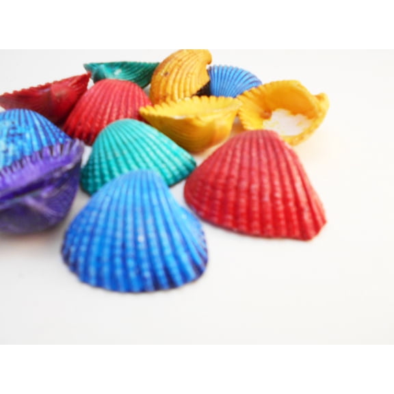 Set of 50 Large Dyed Ark Shells Seashells (1 1/2-1 3/4") Beach Hobby Crafts Decor Ocean Art Nautical Kids Crafts