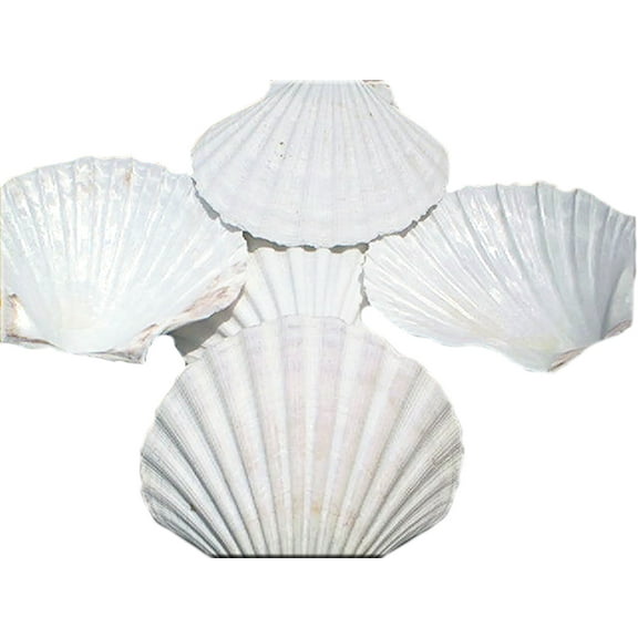 Set of 50 Large White Baking Scallop (3.5"-4") Restaurant Quality Real Seashells Beach Wedding Coastal Crafts and Decor
