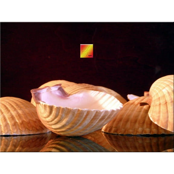 Set of 50 Mexican Deep Baking Scallop Shells
