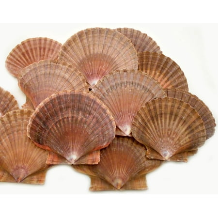 Set of 50: Mexican Flat Scallop Shells Seashells Large 3" Crafts Coastal Beach Cottage (50)