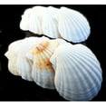 thumbnail image 1 of Set of 50 Real Baking Scallop Shells (3 1/2"-3 7/8") for Cooking, Baking, Serving Food Beach Crafts and Coastal Decor, 1 of 3
