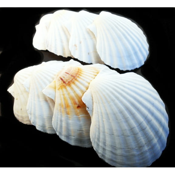 Set of 50 Real Baking Scallop Shells (3 1/2"-3 7/8") for Cooking, Baking, Serving Food Beach Crafts and Coastal Decor