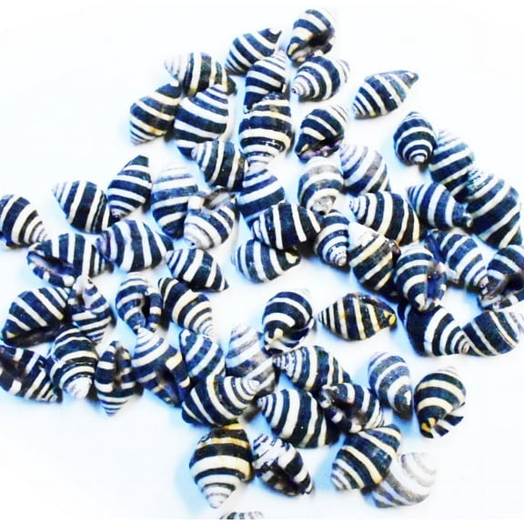 Set of 50 Tiny Bee Hive Mini Shells 1/4" -1/2" Engina Mendicaria Seashells Craft Hobby Natural Ocean Art