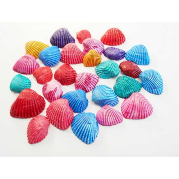 Set of 50 Tiny Dyed Ark Shells Mini Seashells (1/2-3/4") Beach Hobby Crafts Decor Colorful Ocean Art
