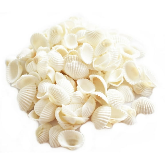 Set of 50 Tiny White Ark Shells Seashell 1/2"-3/4" (13-19mm) Beach Wedding Decor Crafts Hobby