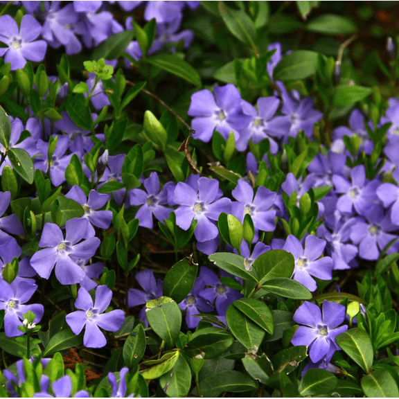 Set of 50 Vinca Plants Live 6-8 Inch Tall, Periwinkle Ground Cover Plants for Garden Beds, Borders and Landscapes