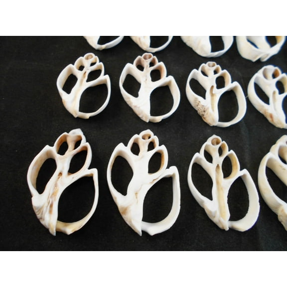 Set of 50 White Center Cut Babylonia Shells Crafts 1 1/2"-2" Beach Nautical Seashells Ocean Arts & Crafts
