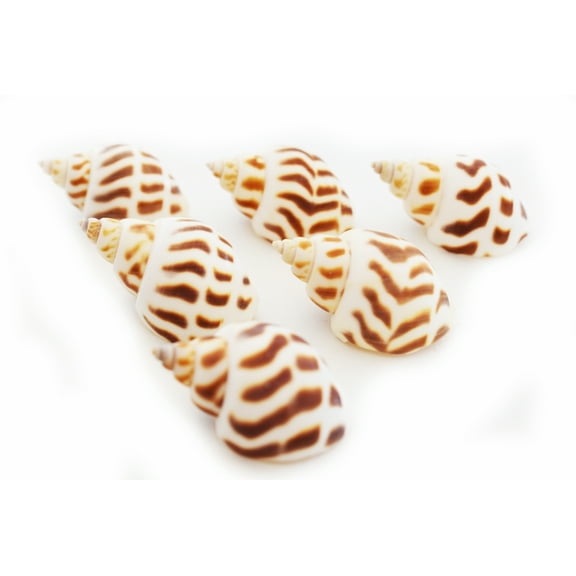 Set of 6 Babylonia Areolata Shells Seashells (1-1.5" / 25-37mm) Beach Crafts Nautical Home Decor Hermit Crabs (small)