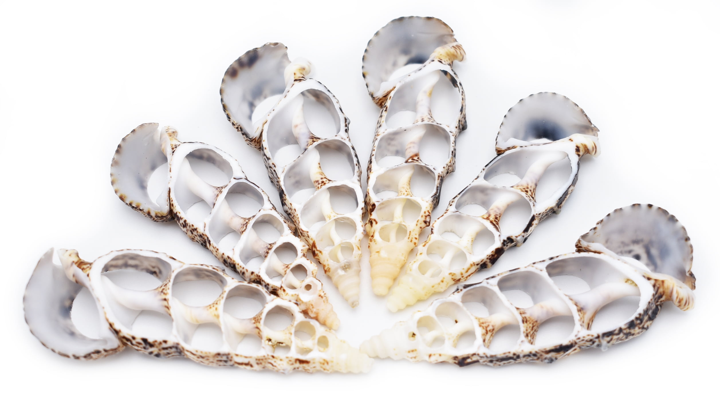 Set of 6 Center Cut Cerithium Shells Size: 2