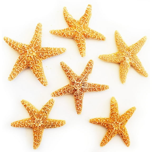 Set of 6 Extra Small Sugar Starfish (1-2") Beach Wedding Decor Nautical Crafts Sea Star Coastal Cottage Star fish Natural Dried