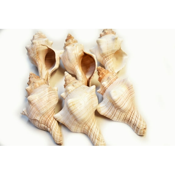 Set of 6 Genuine Striped Fox Conch Shell for Air Plants Display Beach Wedding Nautical Decor (4-5")