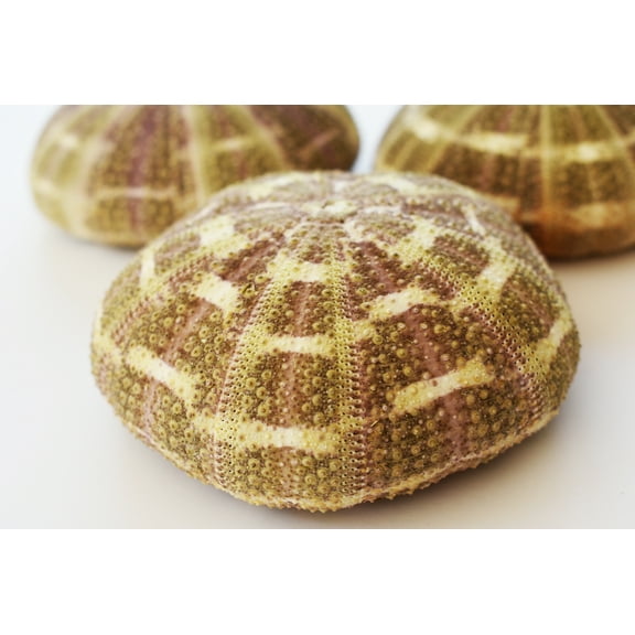 Set of 6 Large Alfonso Gator Sea Urchins 3" - 4" Coastal Beach Cottage Craft Decor