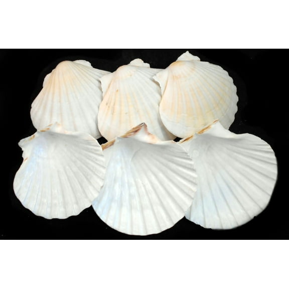 Set of 6 Large Real Baking Scallop Shells (4" - 4 3/8") for Cooking, Baking, Serving Food Beach Crafts and Coastal Decor