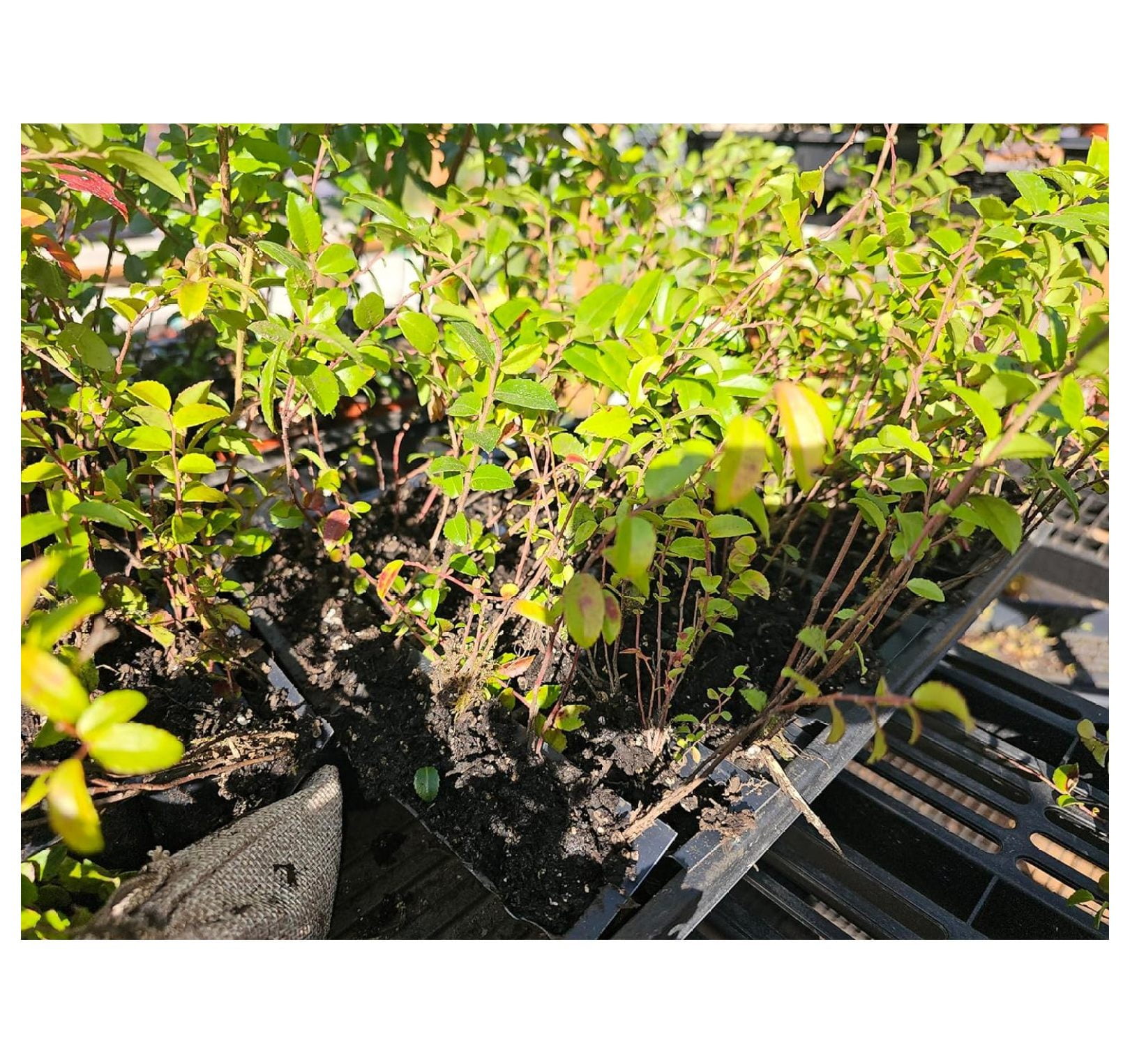 Set of 6 Live Mountain Huckleberry Plants Live Black Berries