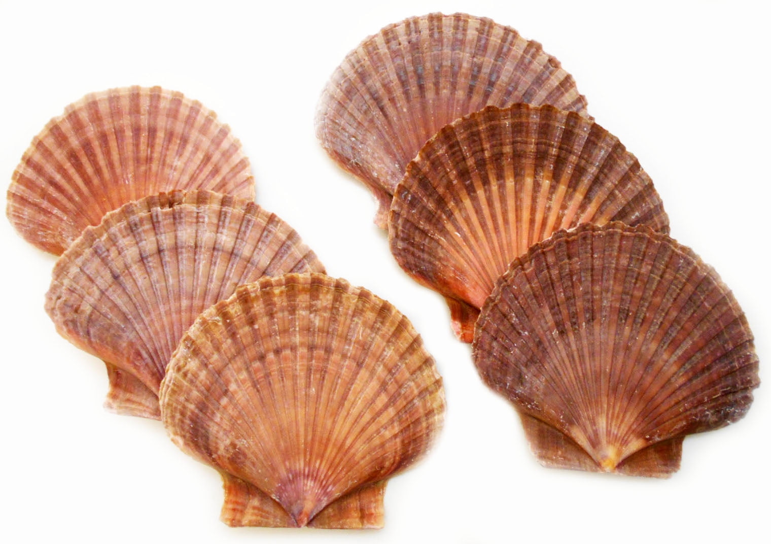 Set of 6: Mexican Flat Scallop Shells Seashells Large 3