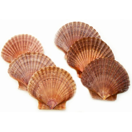 Set of 6: Mexican Flat Scallop Shells Seashells Large 3" Crafts Coastal Beach Cottage (6)