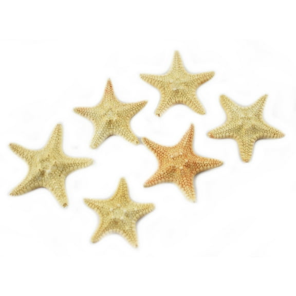 Set of 6 Natural Tan Knobby Mini Starfish for Beach Wedding Crafts and Decor 1 1/2"- 2" (38-50 mm) Nautical Coastal Beach Cottage Decor