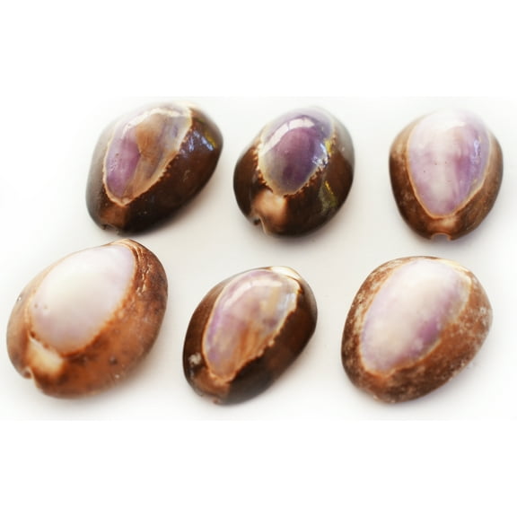 Set of 6 Purple Top Snake Head Cowries Shells Seashells Beach Crafts Nautical Jewelry Coastal Cottage