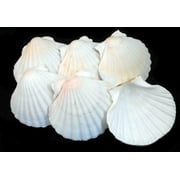 Set of 6 Real Baking Scallop Shells 3 1/2"-3 7/8" for Cooking, Baking, Serving Food Beach Crafts and Coastal Decor