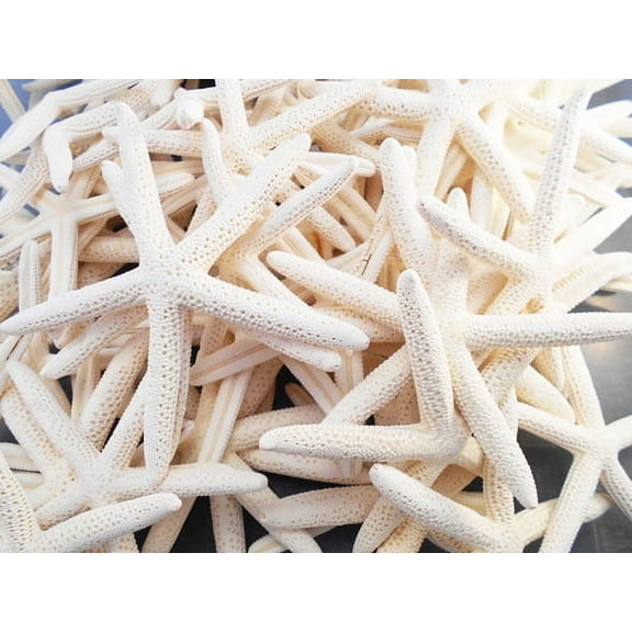 Set of 6 Small White Finger Starfish 2" - 3" Beach Weddings Crafts Coastal Decor Nautical