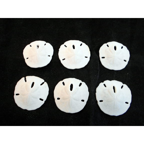 Set of 6 Small White Florida "Keyhole" Sand Dollars 3/4-1" Beach Weddings Crafts Nautical Decor