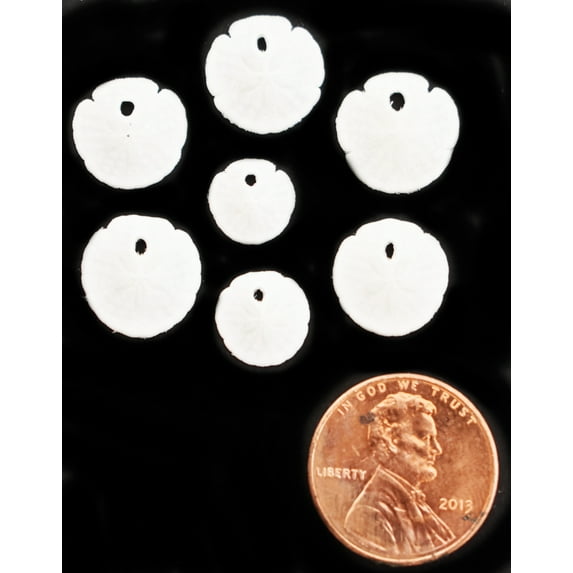 Set of 6 Tiny White Florida Sand Dollars (1/2"-1") Penny Size Beach Wedding Crafts Beach Decor Wedding Invitations