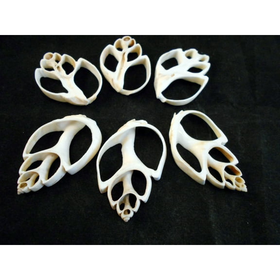 Set of 6 White Center Cut Babylonia Shells Crafts 2-3" Beach Nautical Seashells Ocean Arts & Crafts