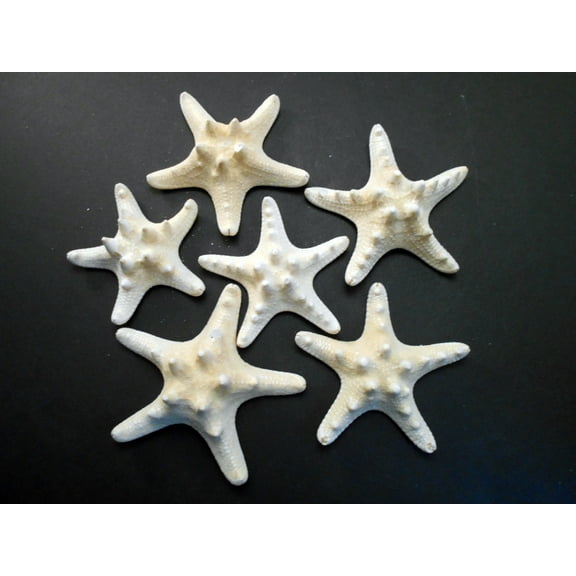 Set of 6 White Knobby Starfish for Beach Wedding Crafts and Decor 2"- 3" Nautical Coastal Beach Cottage Decor