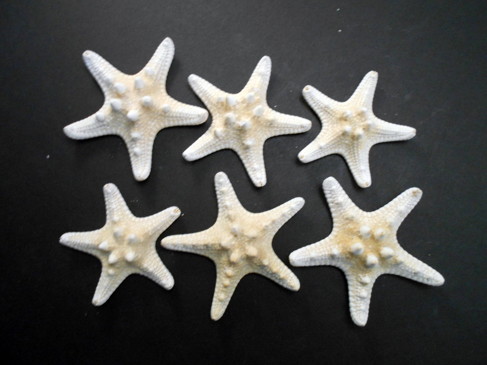 Set of 6 White Knobby Starfish for Beach Wedding Crafts and Decor 3-4" (77-102 mm) Nautical Coastal Beach Cottage Decor