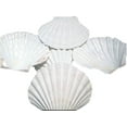 thumbnail image 1 of Set of 6 X-Large White Baking Scallop Shells (4-5") Restaurant Quality Real Seashells for Baking Beach Wedding Coastal Crafts and Decor, 1 of 3