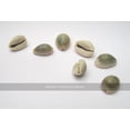 thumbnail image 1 of Set of 7 cowrie shell (for use as binary dice), 1 of 1
