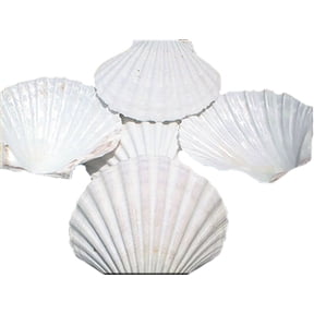 Set of 8 Large White Baking Scallop (3.5"-4") Restaurant Quality Real Seashells Beach Wedding Coastal Crafts and Decor