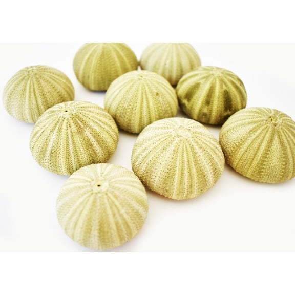 Set of 9 Real Natural Green Thai Sea Urchins (1.5-2" / 38-51mm) Beach Decor Crafts Wedding Coastal Cottage