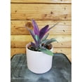thumbnail image 1 of Setcreasea Purple Heart Variegated, 4" Plant, The Plant Farm, 1 of 3
